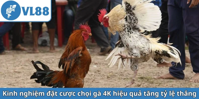 kinh-nghiem-dat-cuoc-choi-ga-4k-hieu-qua-tang-ty-le-thang